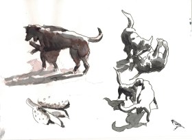 dogs18012017-copy-copy